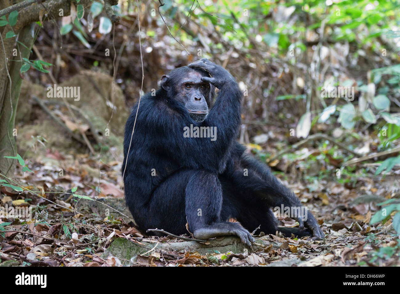 Schimpanse (Pan Troglodytes), Männlich, nachdenklich, Mahale Mountains Nationalpark, Ostafrika, Tansania Stockfoto