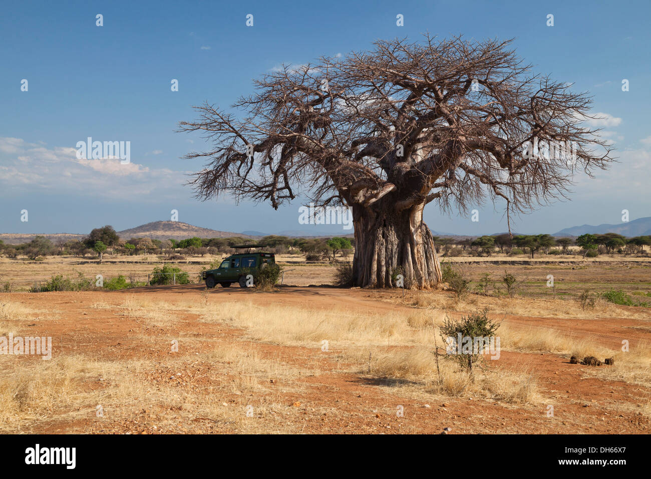 Baobab-Baum (Affenbrotbäume Digitata), Safari-Fahrzeug, Savannah, Ruaha Nationalpark, Ostafrika, Tansania Stockfoto