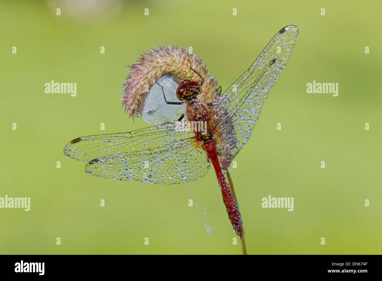 Ruddy Darter (Sympetrum Sanguineum), männliche Libelle, Landkreis Vulkaneifel, Rheinland-Pfalz Stockfoto