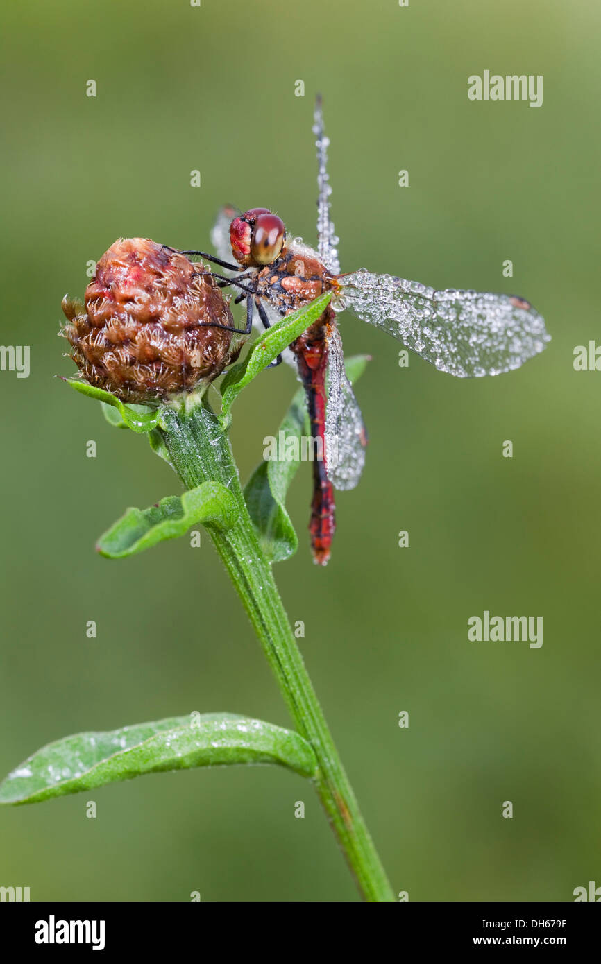 Ruddy Darter Libelle (Sympetrum Sanguineum), männliche mit Tautropfen, Landkreis Vulkaneifel, Rheinland-Pfalz Stockfoto