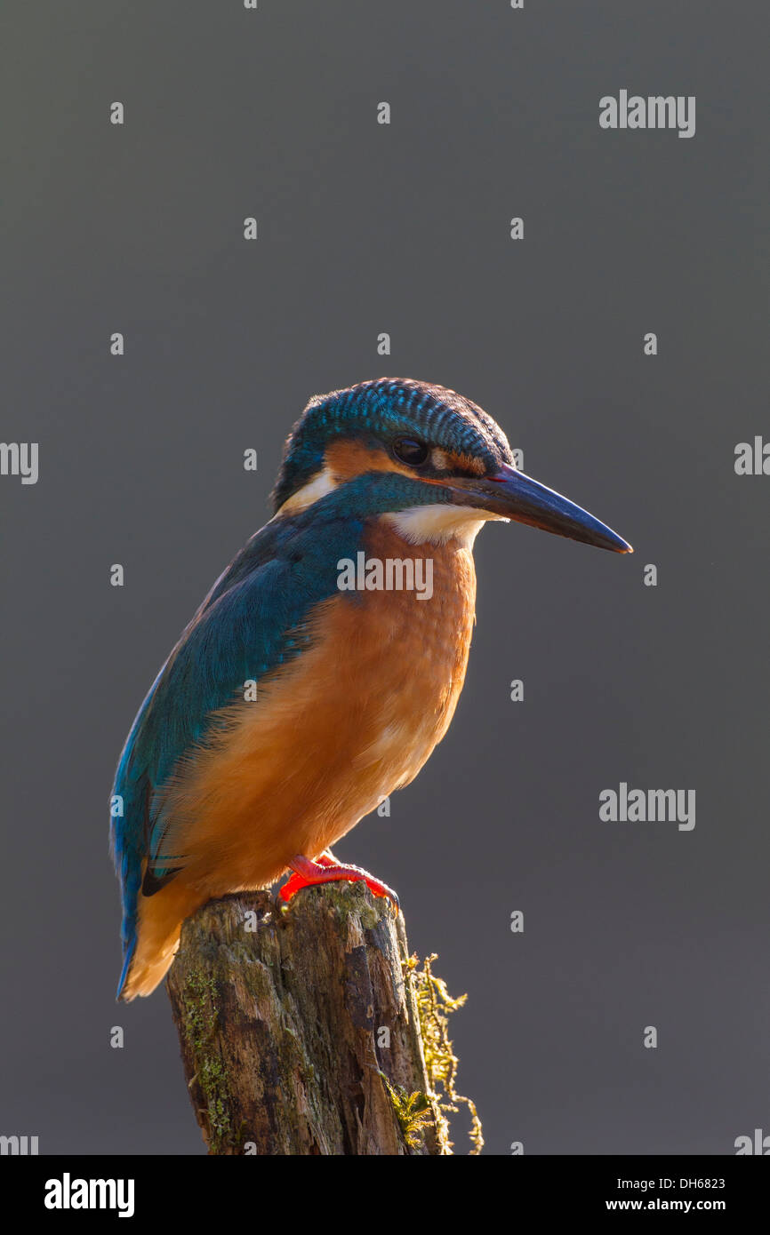 Männlicher Eisvogel (Alcedo Atthis) saß thront auf Post vom Fluss. Fluß Swale, Yorkshire Dales, North Yorkshire, Großbritannien Stockfoto