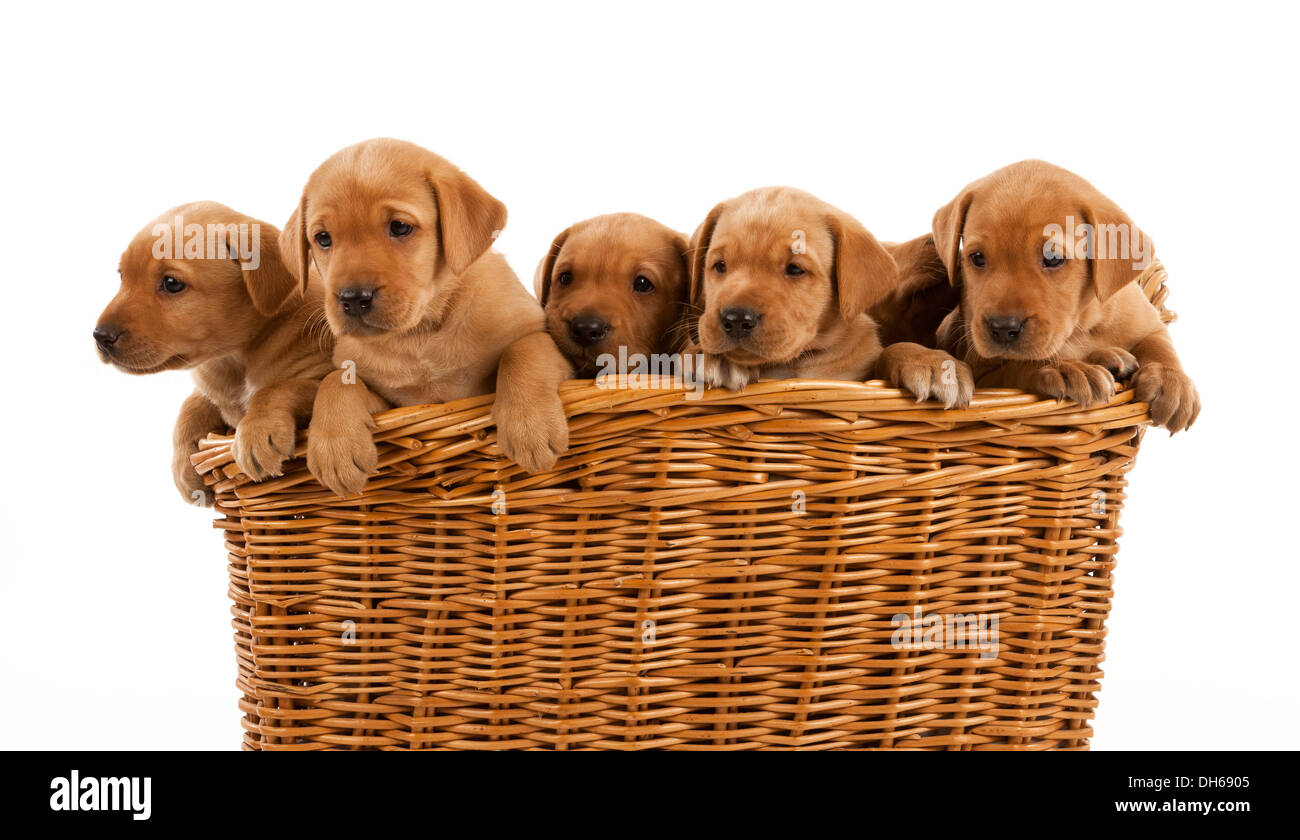Fünf Fox Red Labrador Welpen in einen großen Korb Stockfoto