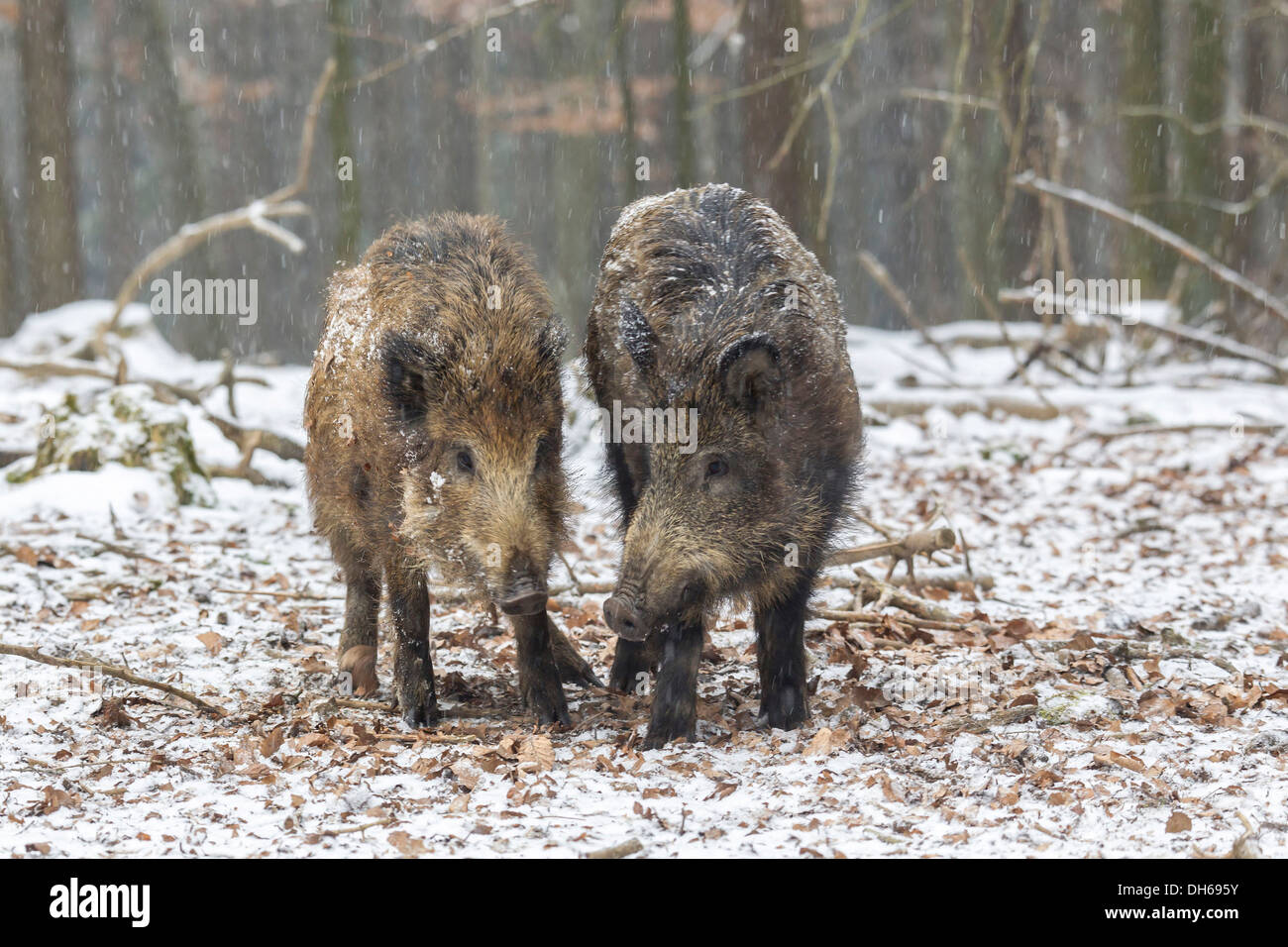 Wildschweine (Sus Scrofa), Jugendliche, Wildpark Daun, Daun, Vulkan-Eifel, Eifel, Rheinland-Pfalz, Deutschland Stockfoto