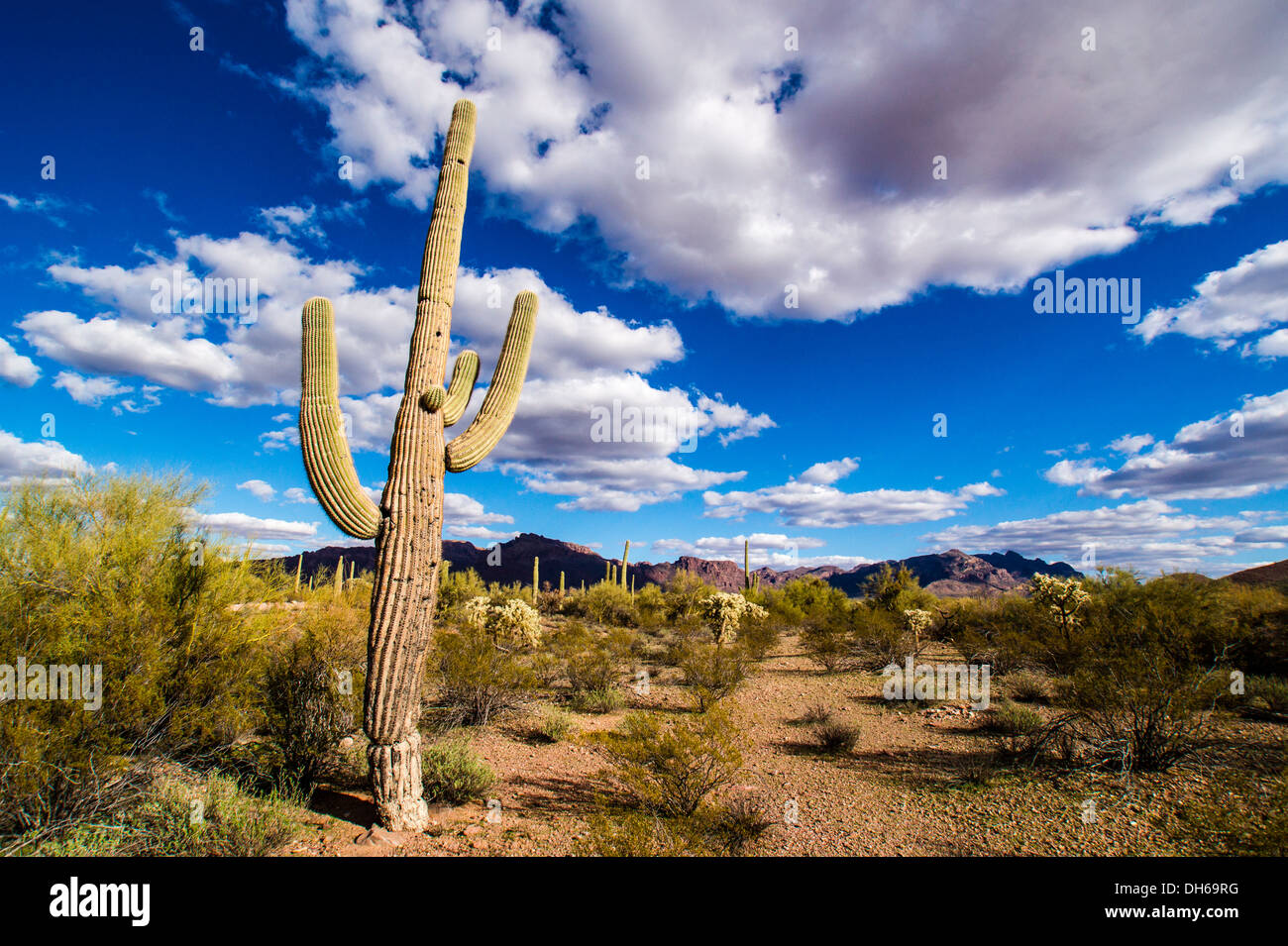 Eine narbige Saguaro-Kaktus in eine typische Landschaft der Sonora-Wüste an einem blauen Himmel Tag im Organ Pipe Cactus National Monument, Arizona Stockfoto