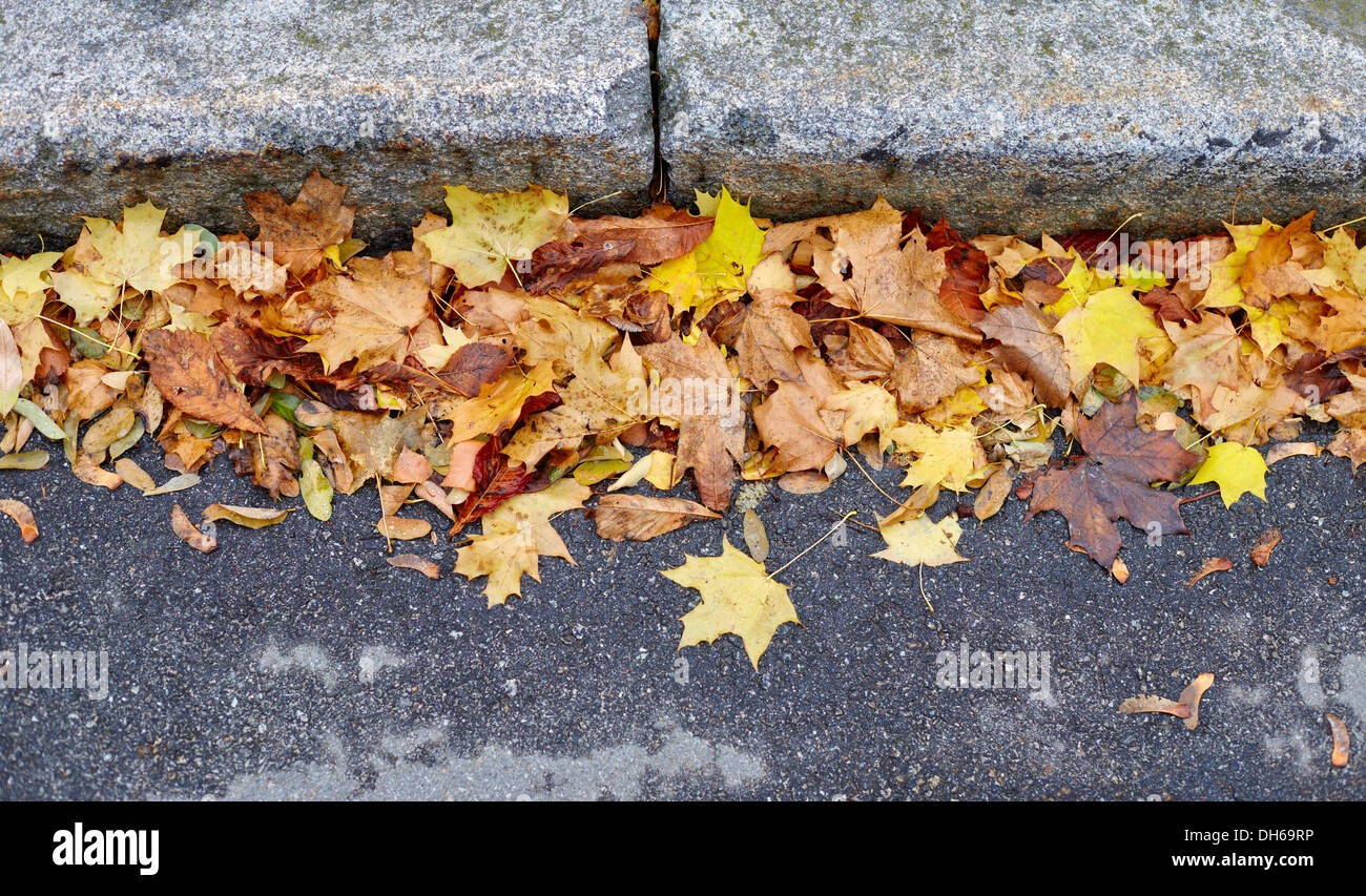 gelbes Herbstlaub auf Straße Stockfoto