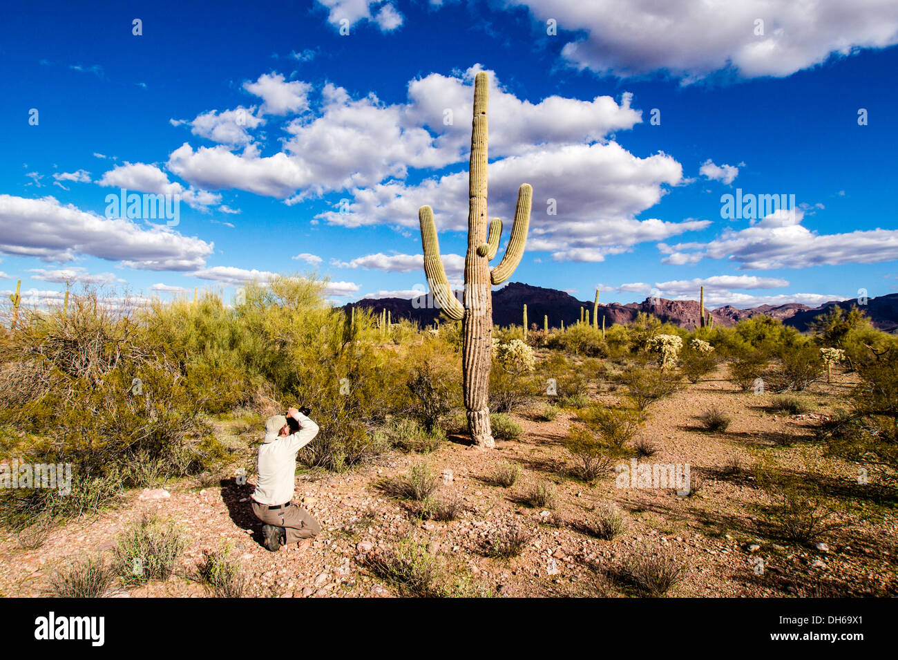 Ein Mann fotografiert einen vernarbte Saguaro-Kaktus in eine typische Landschaft der Sonora-Wüste. Stockfoto