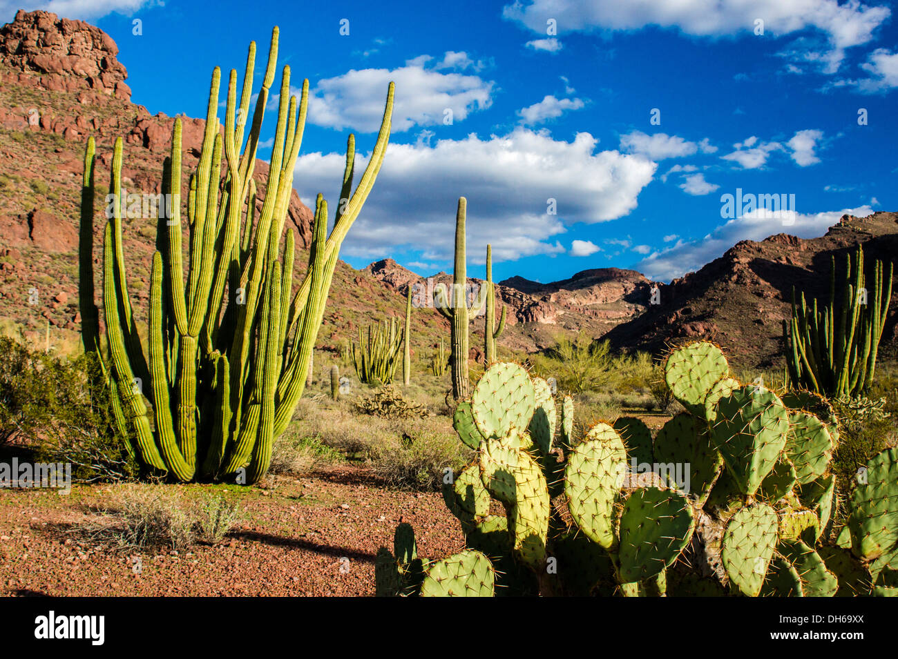 Feigenkaktus im Vordergrund mit Organ Pipe Cactus Mitte Boden und Saguaro Kaktus im Hintergrund. Stockfoto