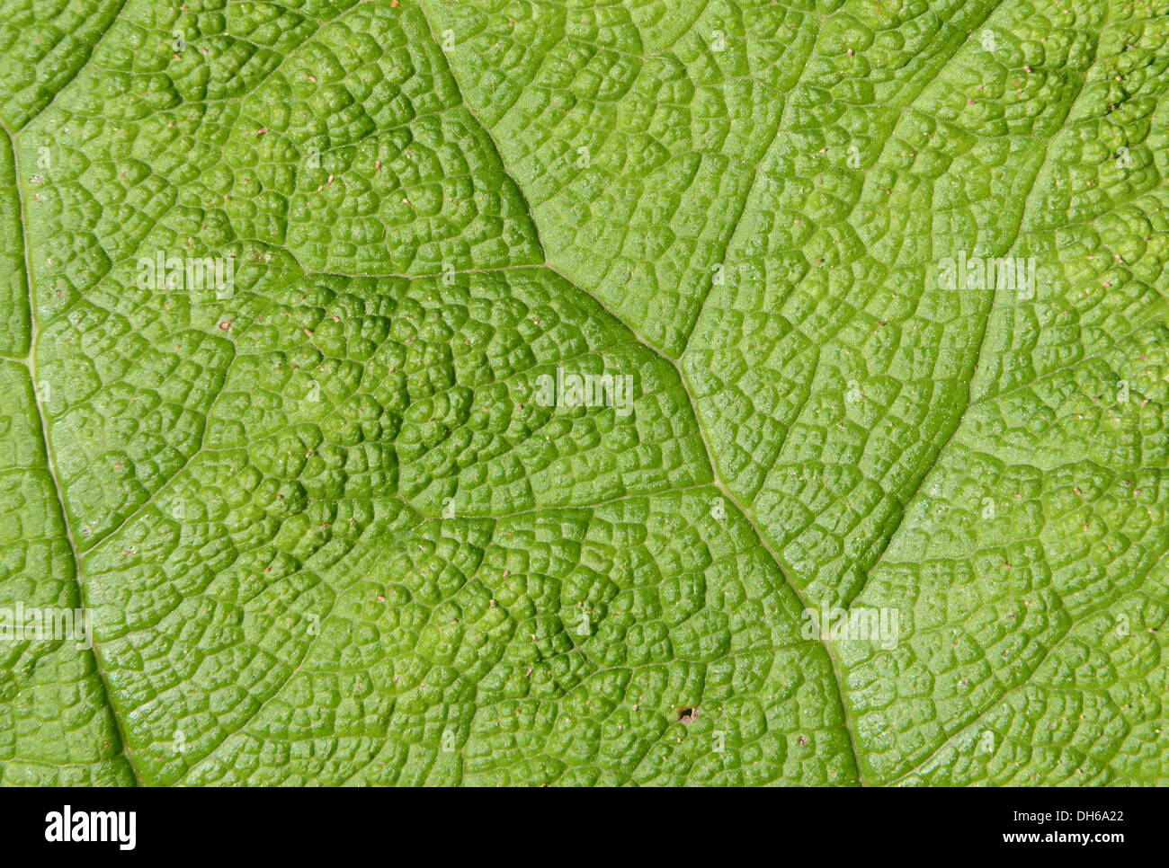 Grünes Blatt Detail, ideal als Hintergrund verwenden. Stockfoto