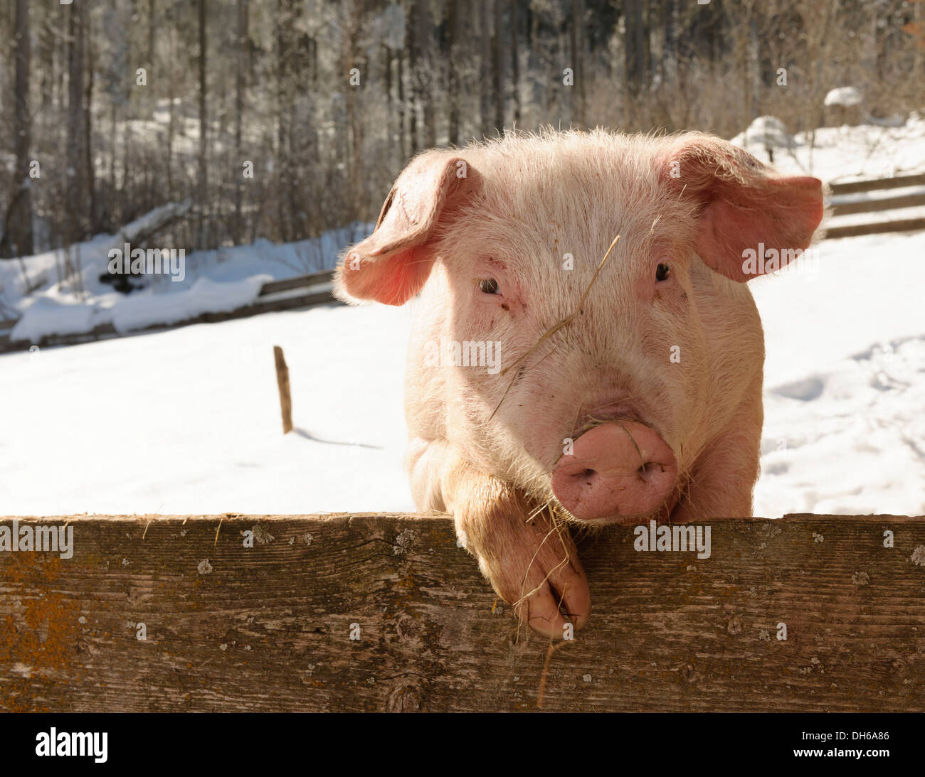 Outdoor-Schwein an Schwendehof Bauernhof, Lenzkirch, Schwarzwald, Baden-Württemberg, Deutschland Stockfoto