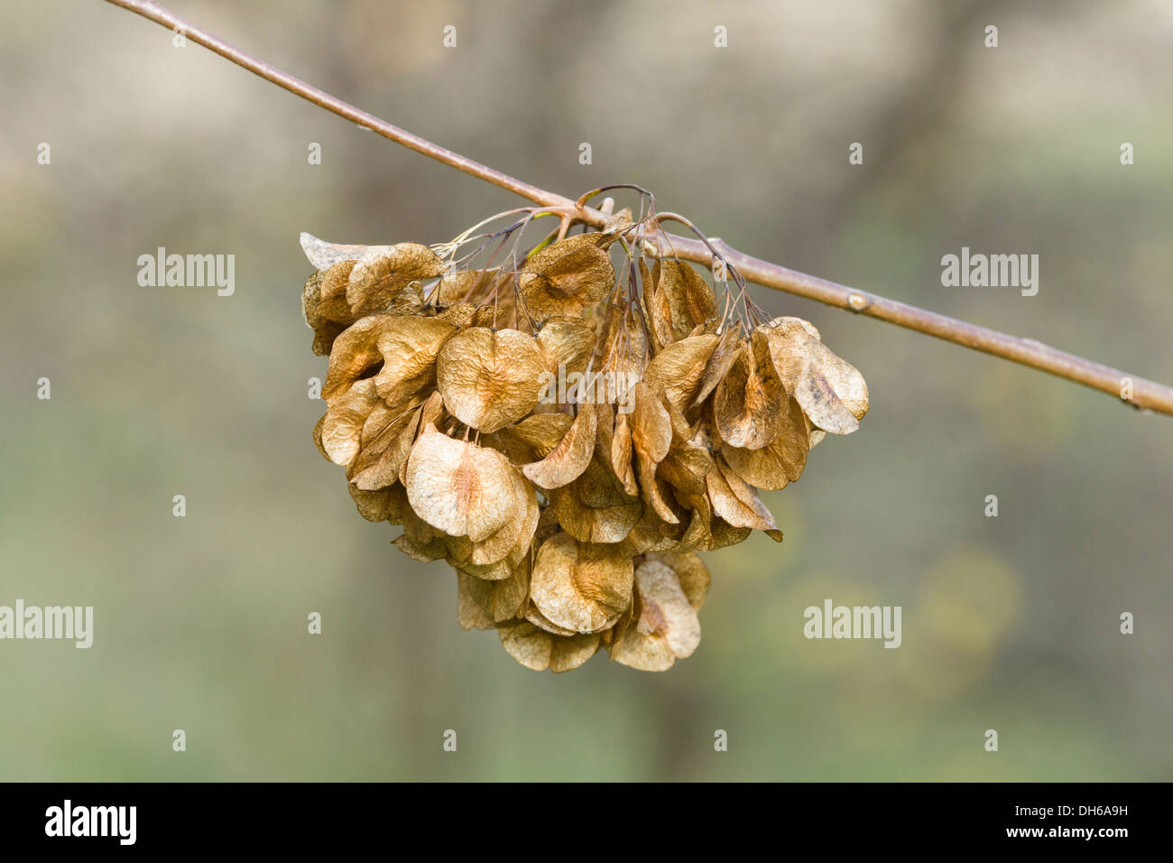 Die Früchte von Ulmus Laevis. Stockfoto