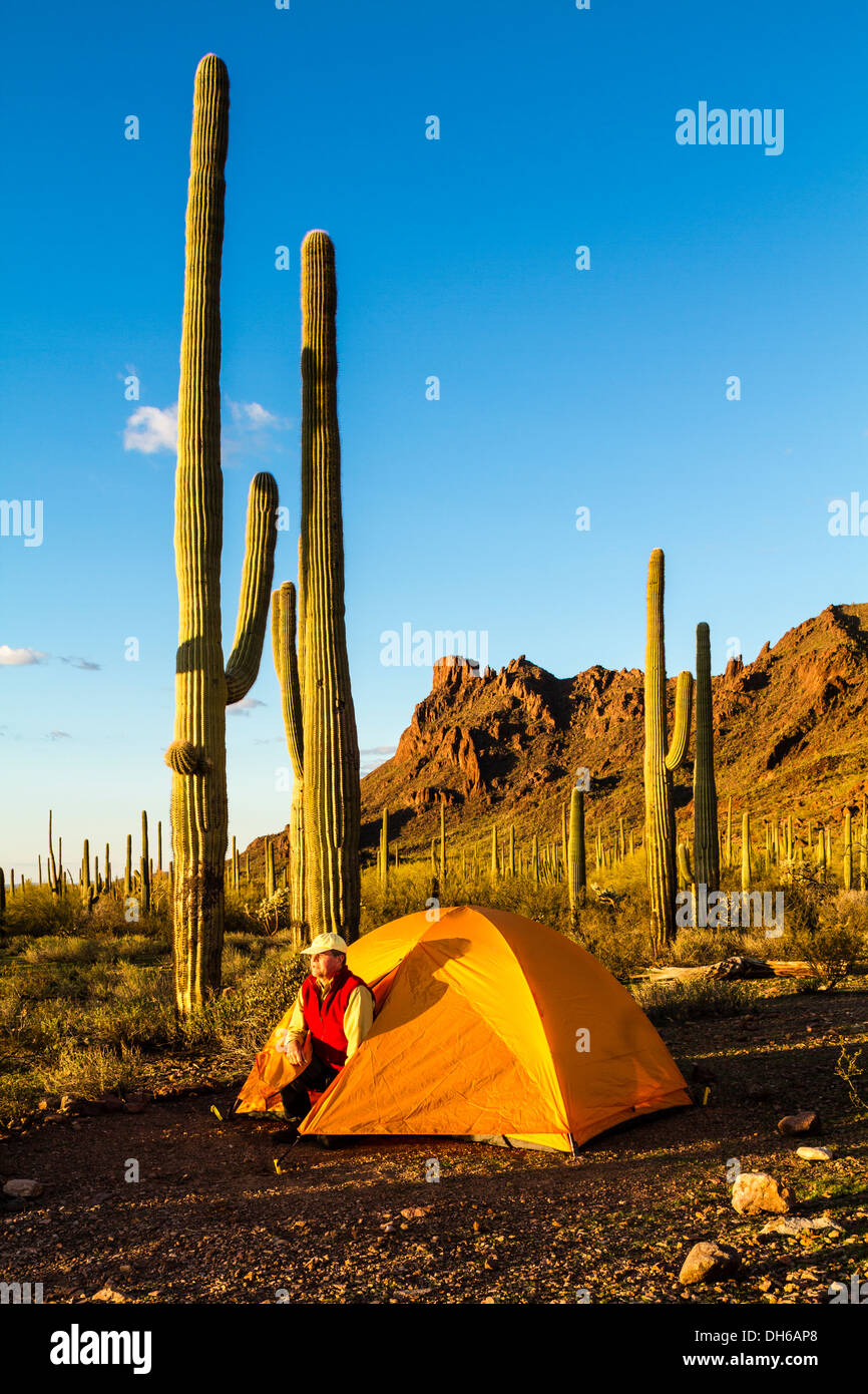 Ein Mann schaut aus einem Zelt im Abendlicht. Saguaro-Kaktus im Hintergrund. Organ Pipe Cactus National Monument, Arizona Stockfoto