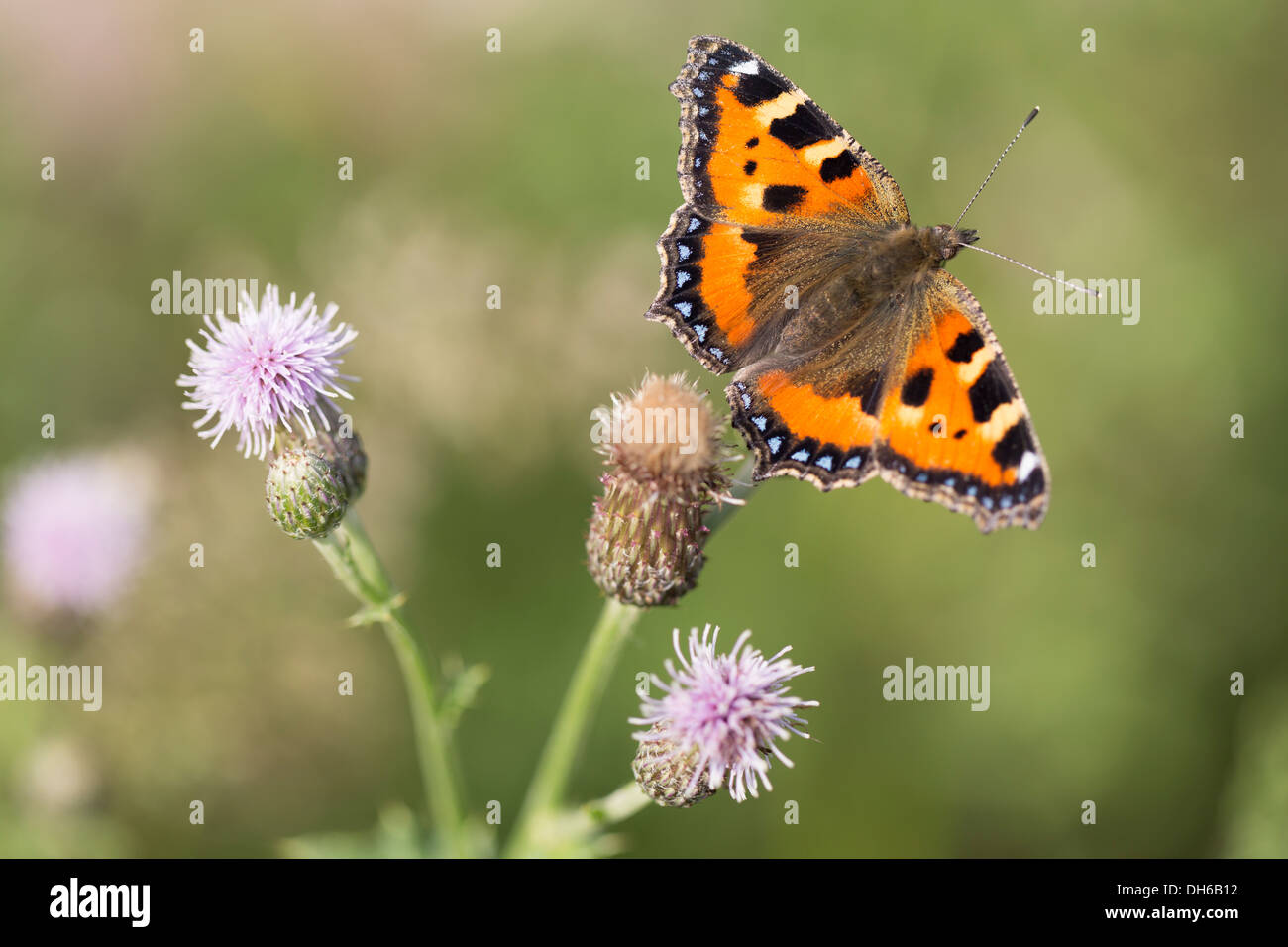 Kleiner Fuchs - Nymphalis urticae Stockfoto