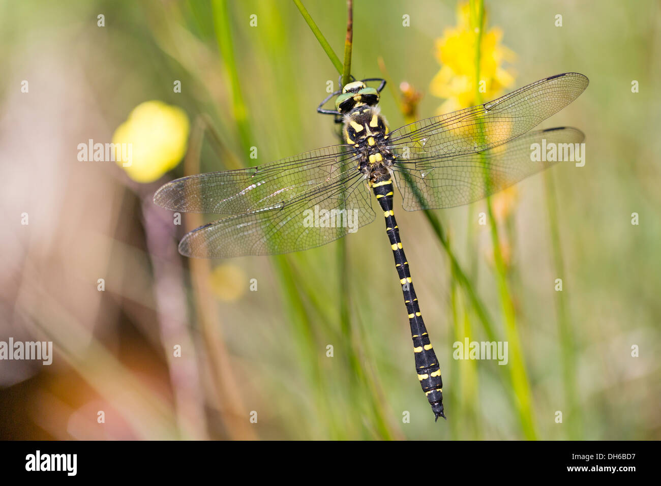 Golden beringt Dragonfly - Cordulegaster Boltonii, Männlich Stockfoto