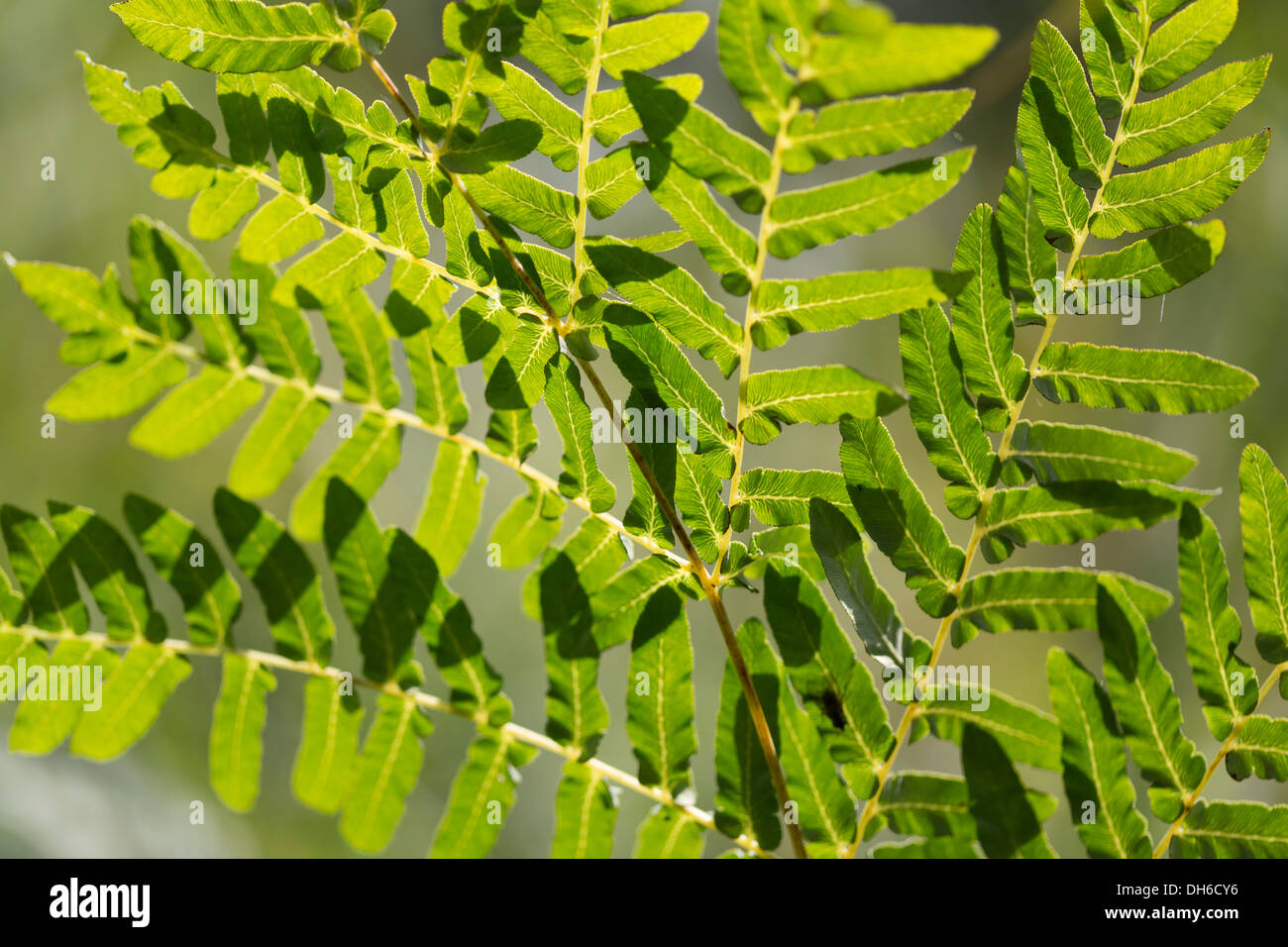 Königsfarn - Osmunda regalis Stockfoto