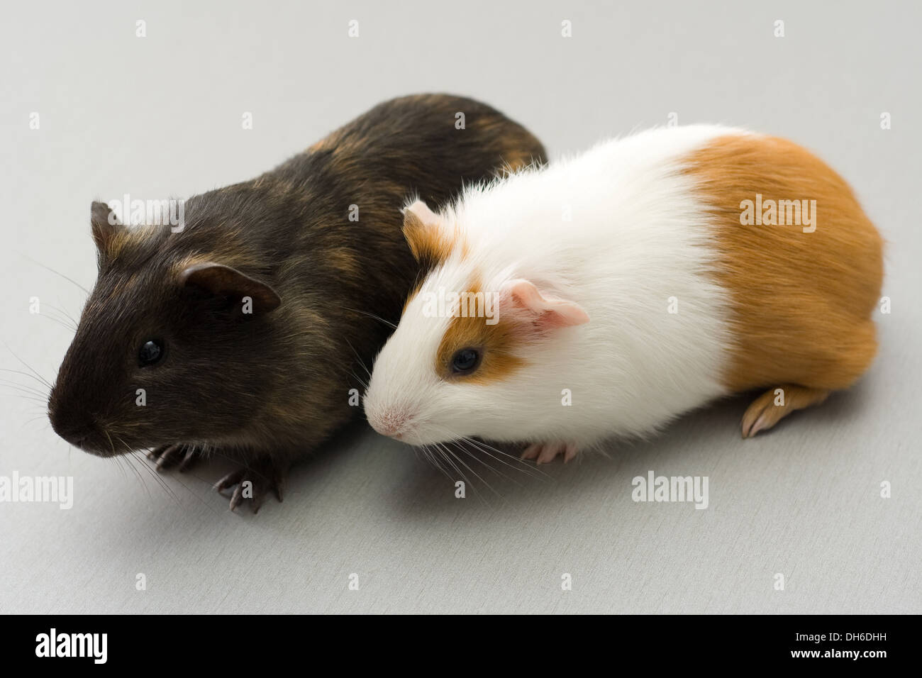 Paar von Meerschweinchen sitzen auf graue Oberfläche Stockfoto