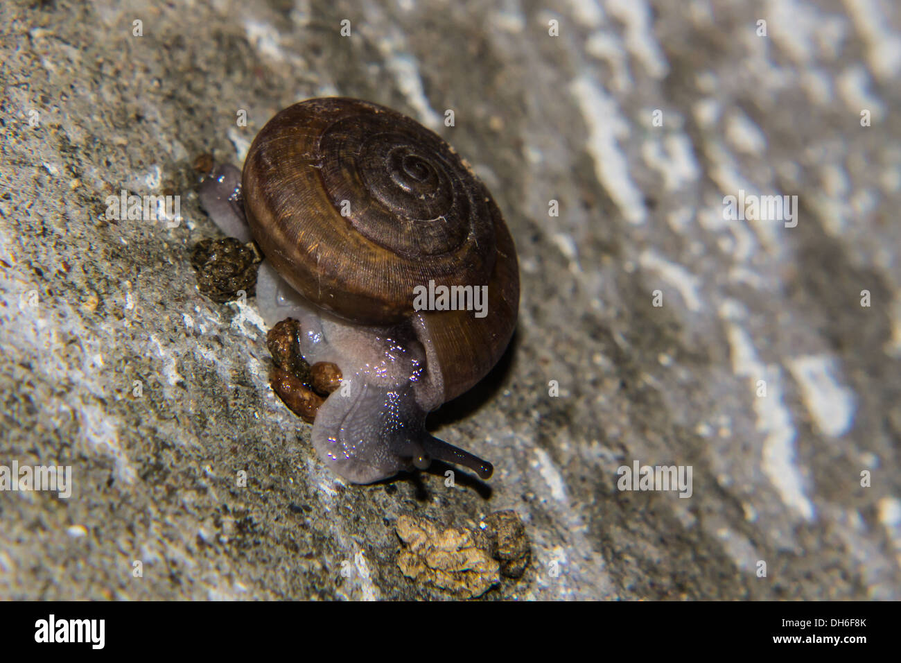 Schnecke auf Wand Stockfoto