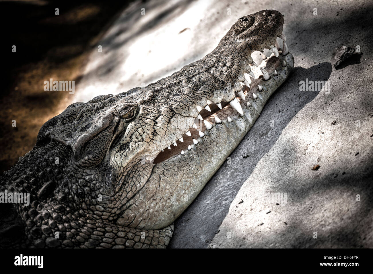 Nahaufnahme Detail von einem Krokodile Kiefer und Zähnen, während Aalen. S. E. Asien Thailand Stockfoto