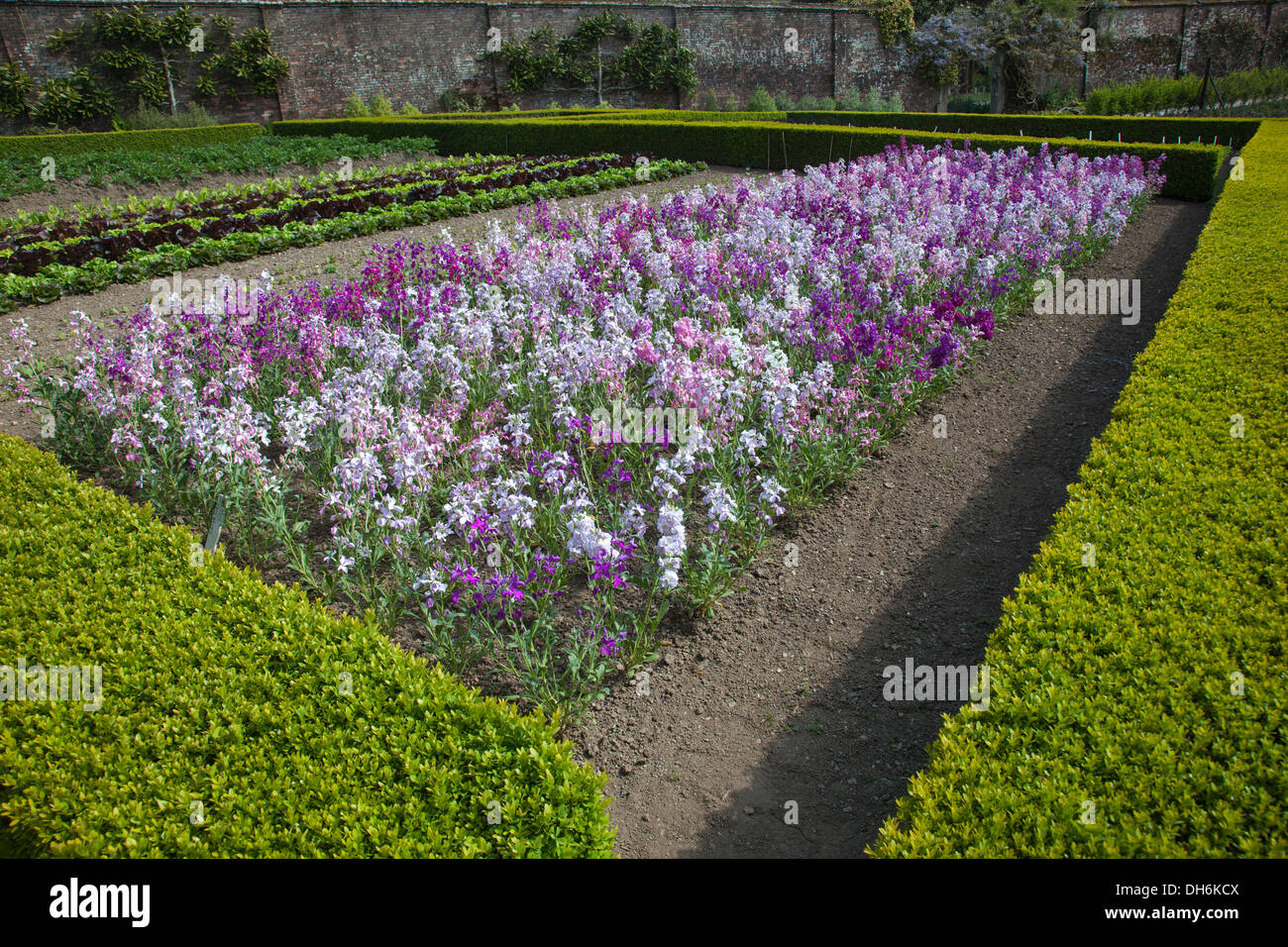 Die Kräutergärten in den Lost Gardens of Heligan Stockfoto