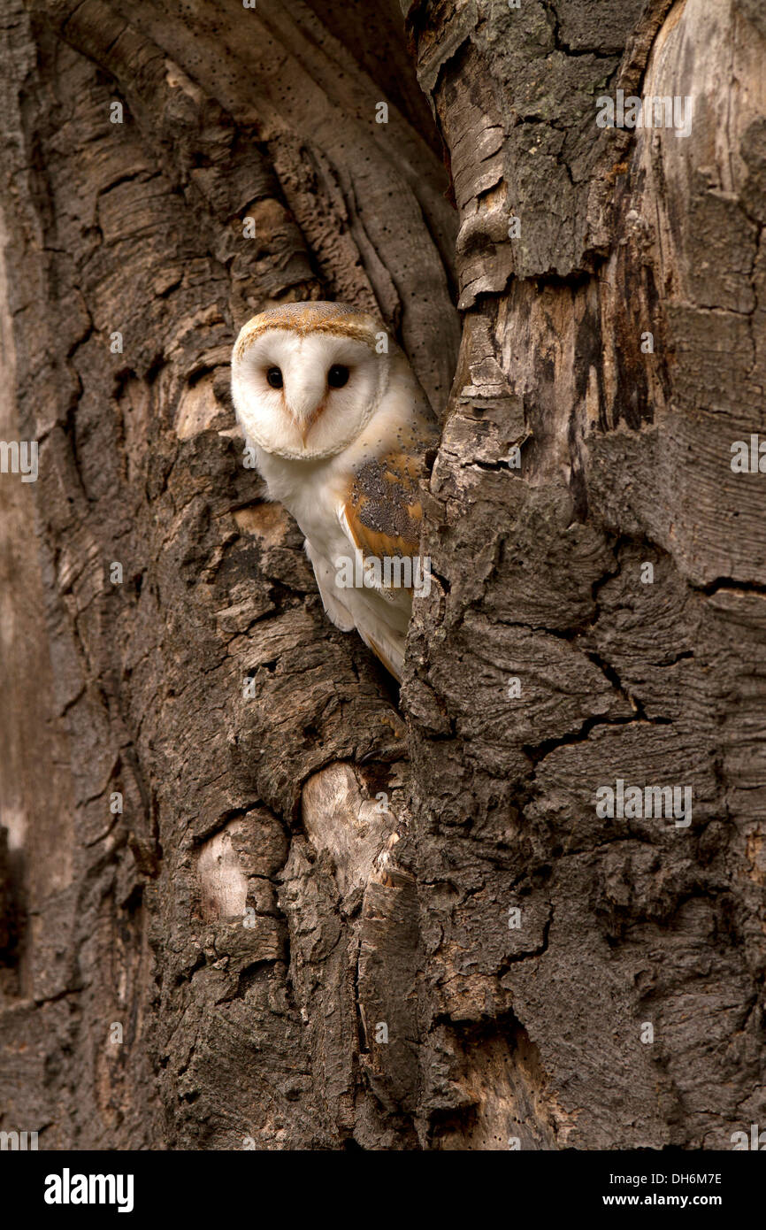 Schleiereule, Tyto Alba sitzt in einem Baum Stockfoto