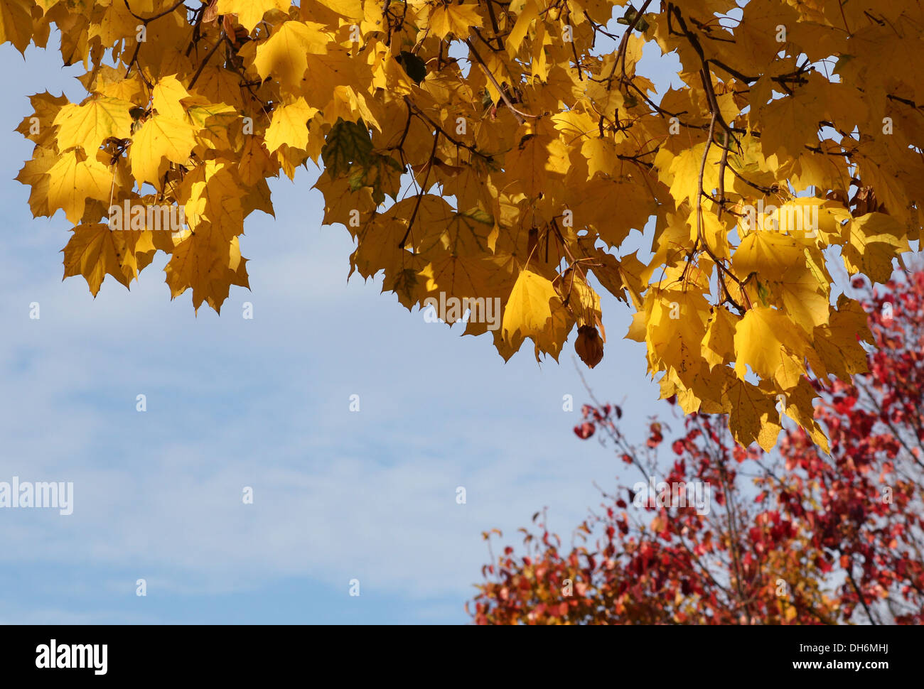 Ahorn Baum gelbes Herbstlaub vor blauem Himmel. Stockfoto
