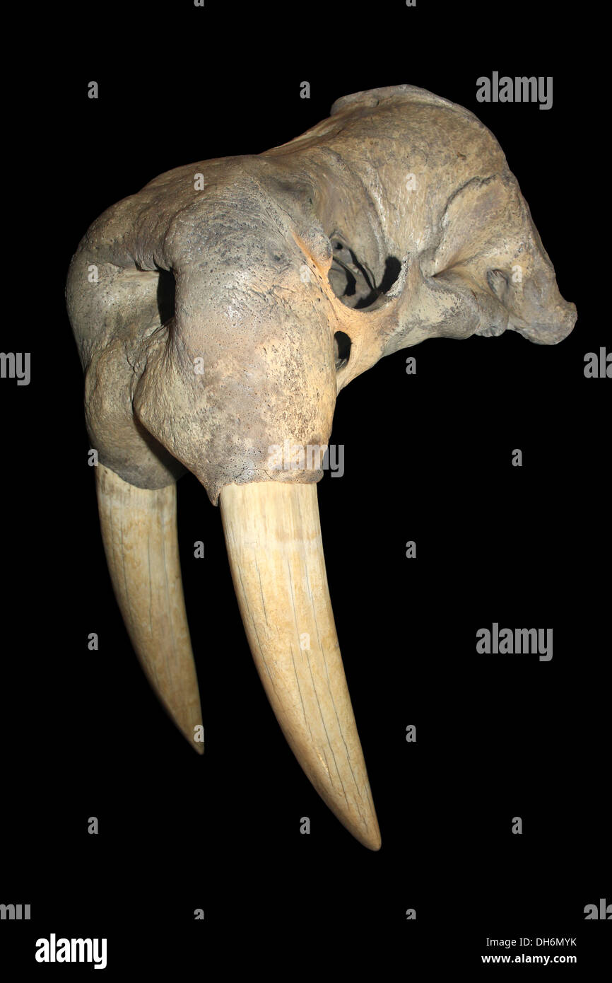 Walross Schädel mit Stoßzähnen Stockfoto