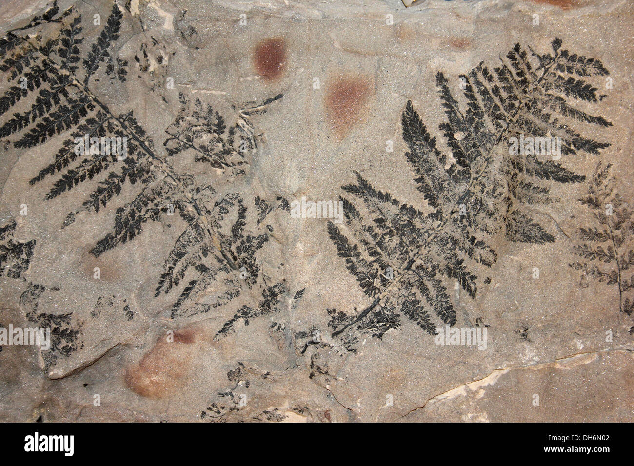 Coniopteris Farn Fossil, Whitby, Yorkshire, Großbritannien Stockfoto