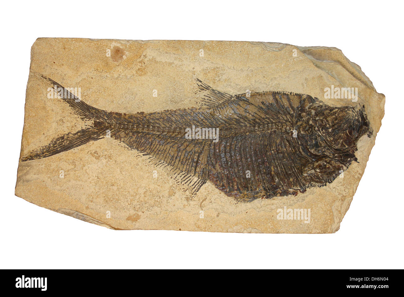 Diplomystus SP. unteren Eozän Einlagen der Green River Formation in Wyoming, USA Stockfoto
