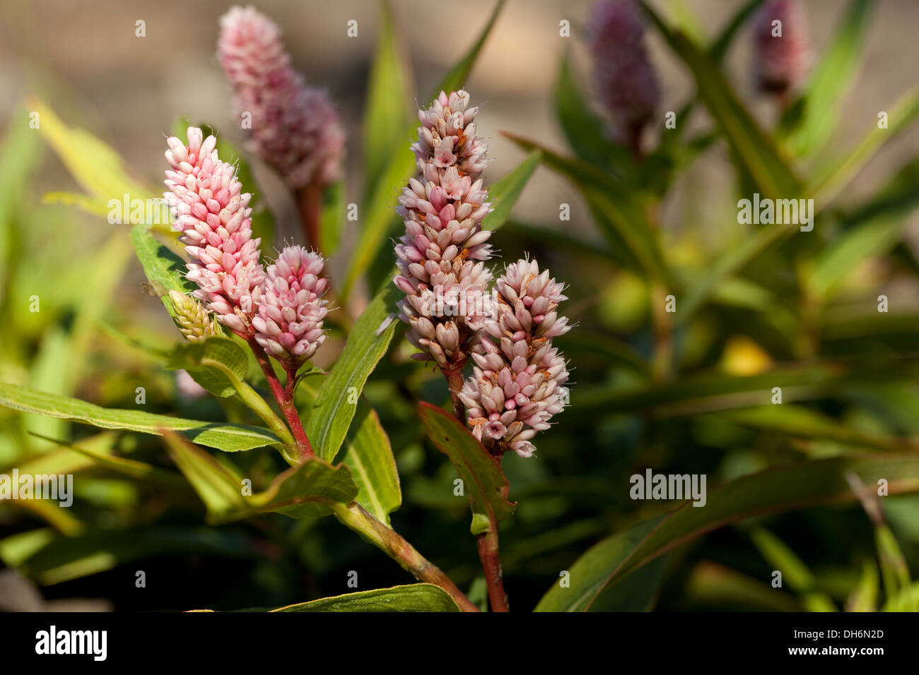 Rosa Pflanze cm (Polygonum Amphibium) als Hintergrund Stockfoto