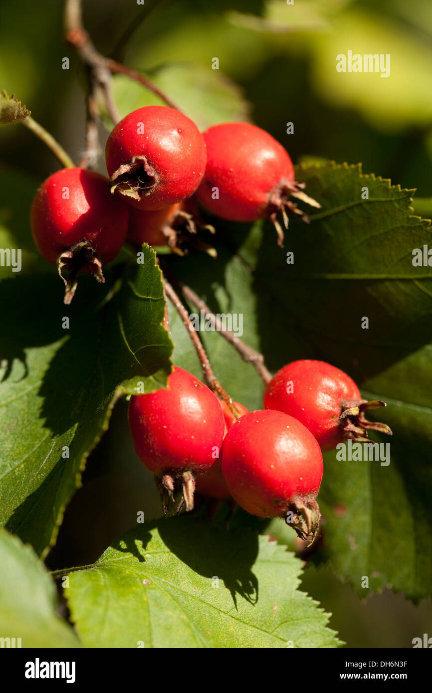 Zweig der Weißdorn (Crataegus Coccinea) als Hintergrund Stockfoto