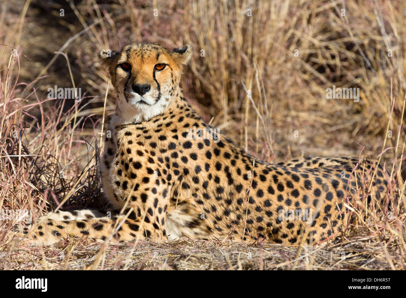 Blick auf entspannte Geparden beobachten der Savanne in Namibia, Südafrika Stockfoto