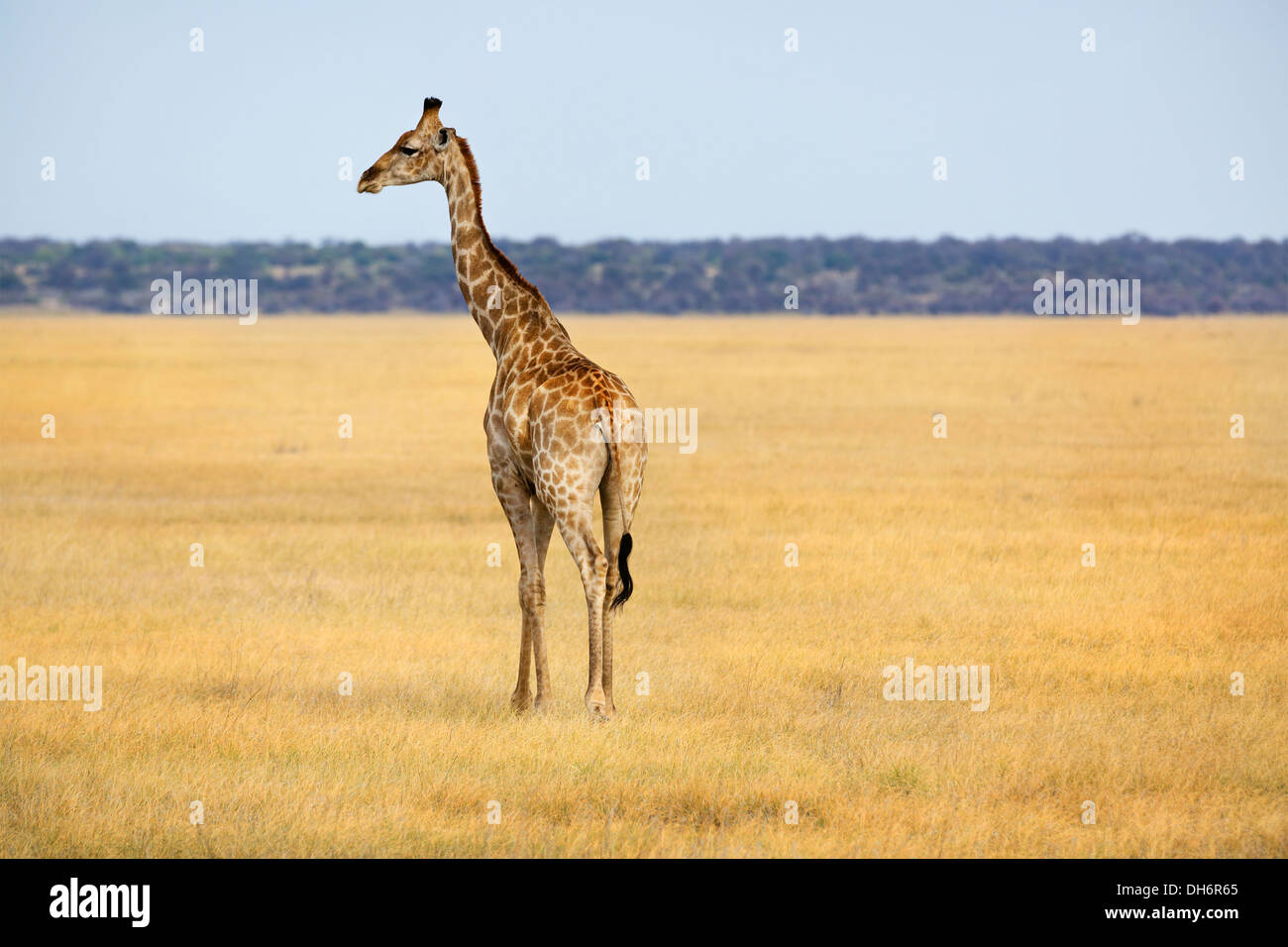 Giraffe, ein Spaziergang durch das Grasland in Namibia Stockfoto