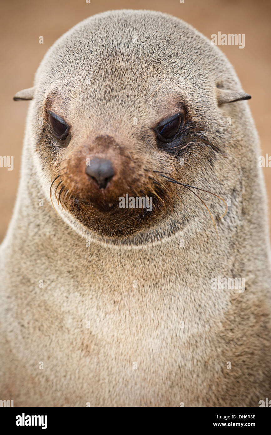 Porträt von Kap Seebär am Skelett Küste Namibias Stockfoto