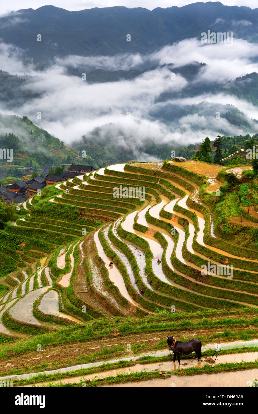 Ansicht von Longji Reisterrassen in der Provinz Guangxi, China Stockfoto