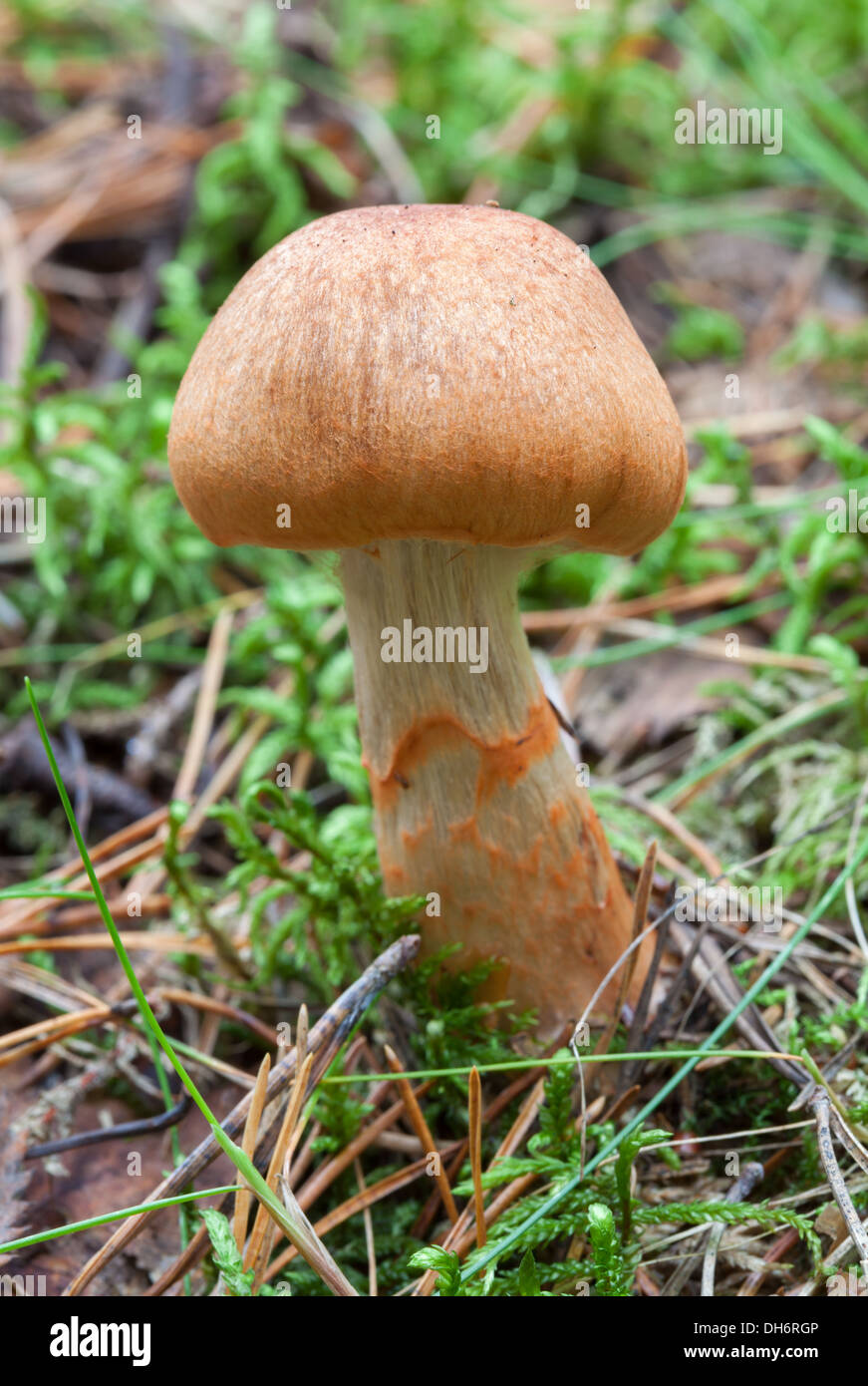 Im Herbst Pilze in Finnland Stockfoto