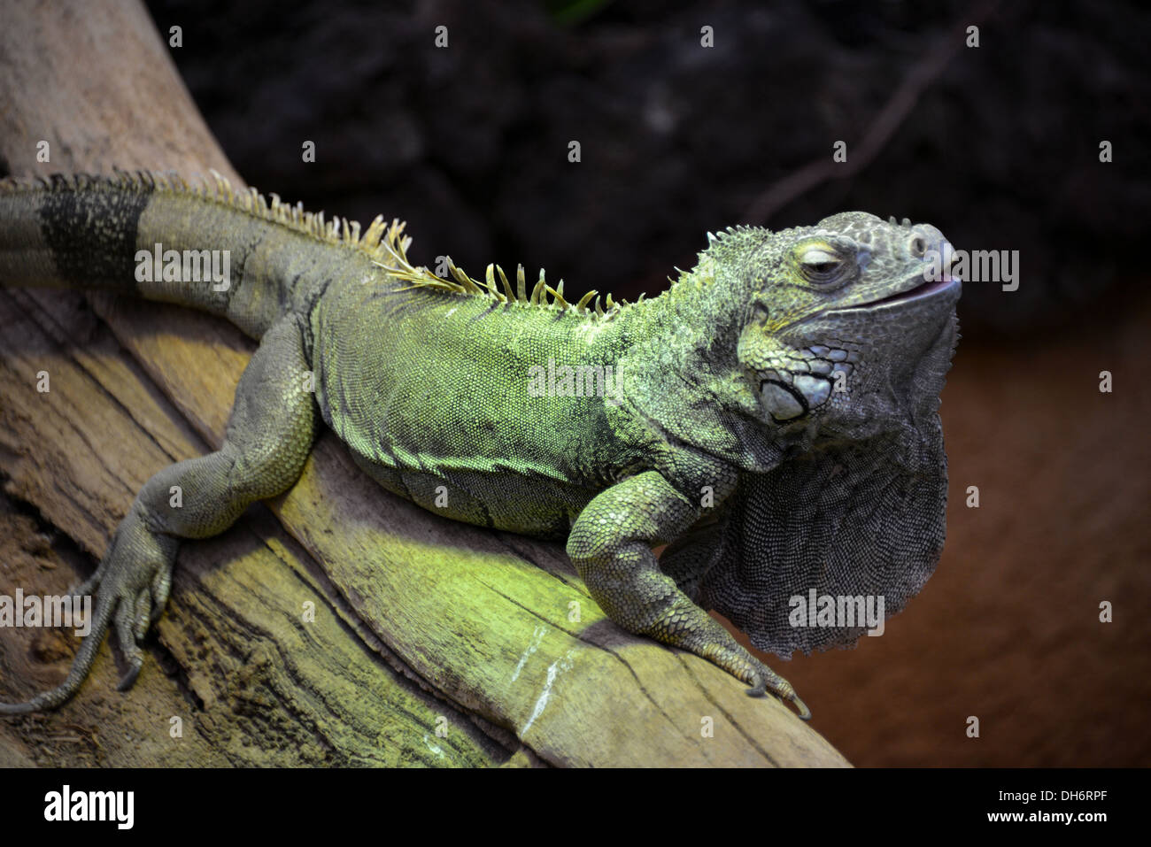 Ein Reptil im Zoo Antwerpen. Stockfoto