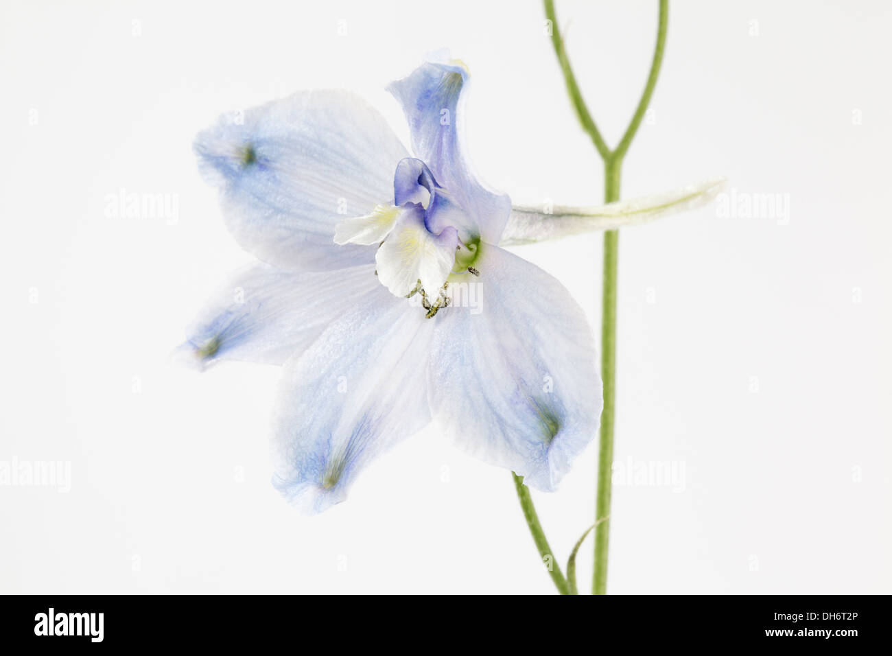 blass blau Delphinium Stockfoto