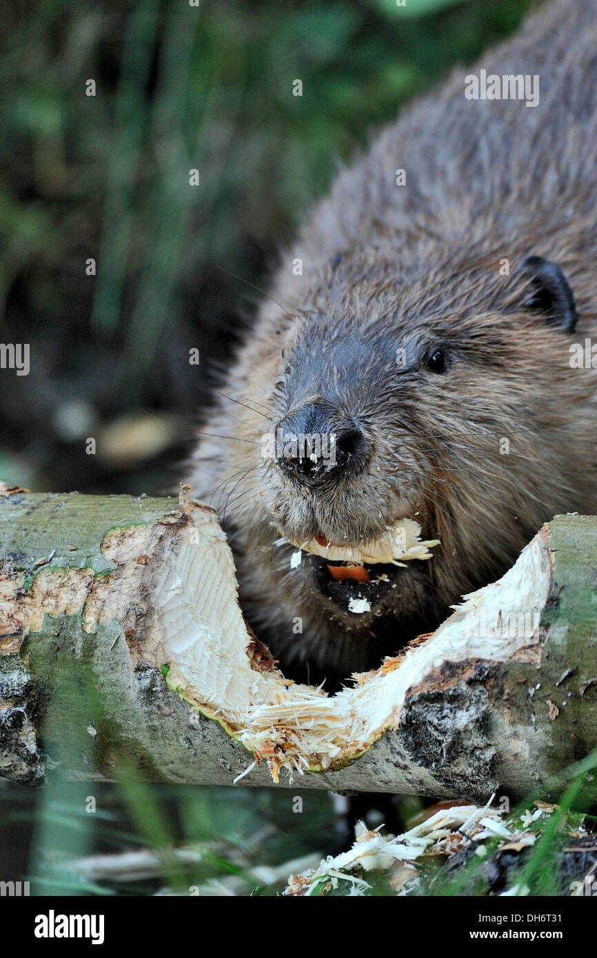 Ein Biber mit einem Chip von Holz in den Mund Stockfoto