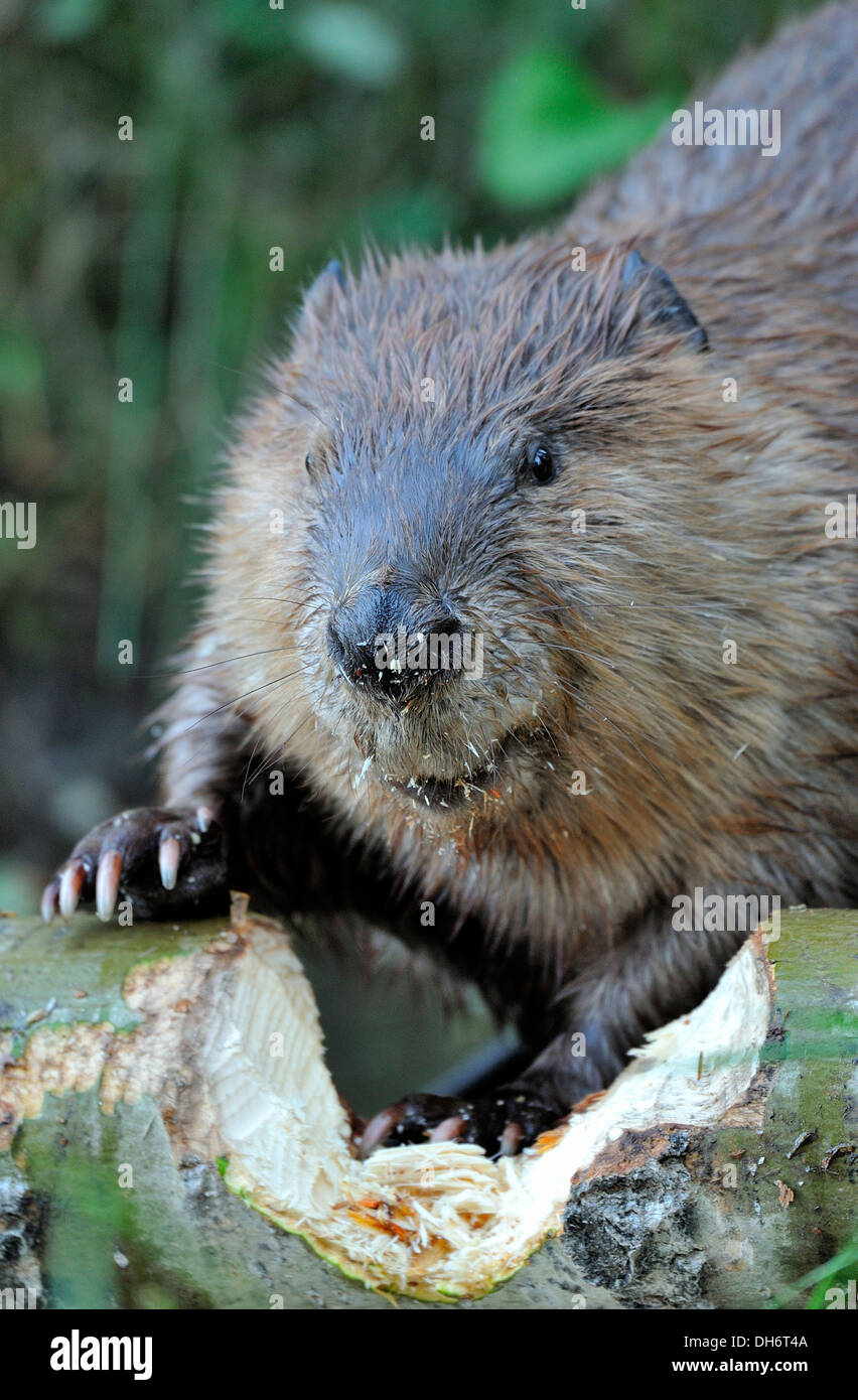 Eine Nahaufnahme eines Bibers, wie er schaut vom kauen zu einem gefällten Pappelbaum. Stockfoto