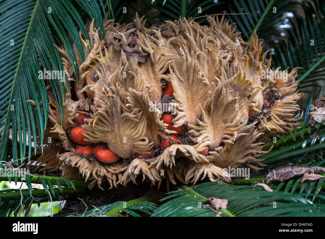 Cluster von roten Palmnüssen das Herzstück einer Sago Palme in der Nähe von Newberry, Florida, USA. Stockfoto
