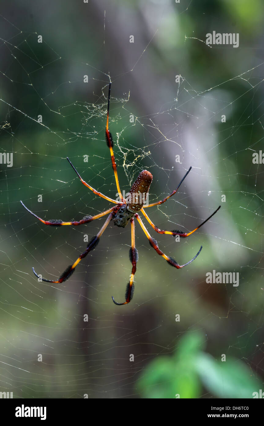 Golden Silk Orb-Weaver oder Banane Spinne auf Web. Newberry, Florida USA Stockfoto