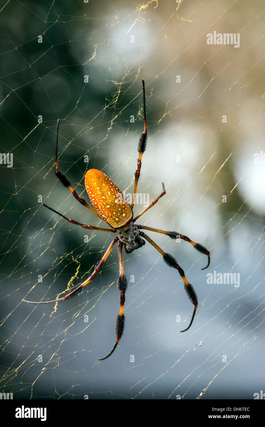 Golden Silk Orb-Weaver oder Banane Spinne auf Web. Newberry, Florida USA Stockfoto