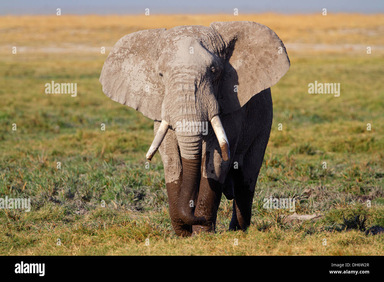 Afrikanischer Elefantenbulle (Loxodonta Africana), Amboseli Nationalpark, Kenia Stockfoto