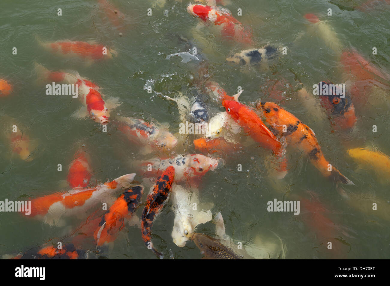 Koi fischteich Fotos und Bildmaterial in hoher Auflösung Alamy