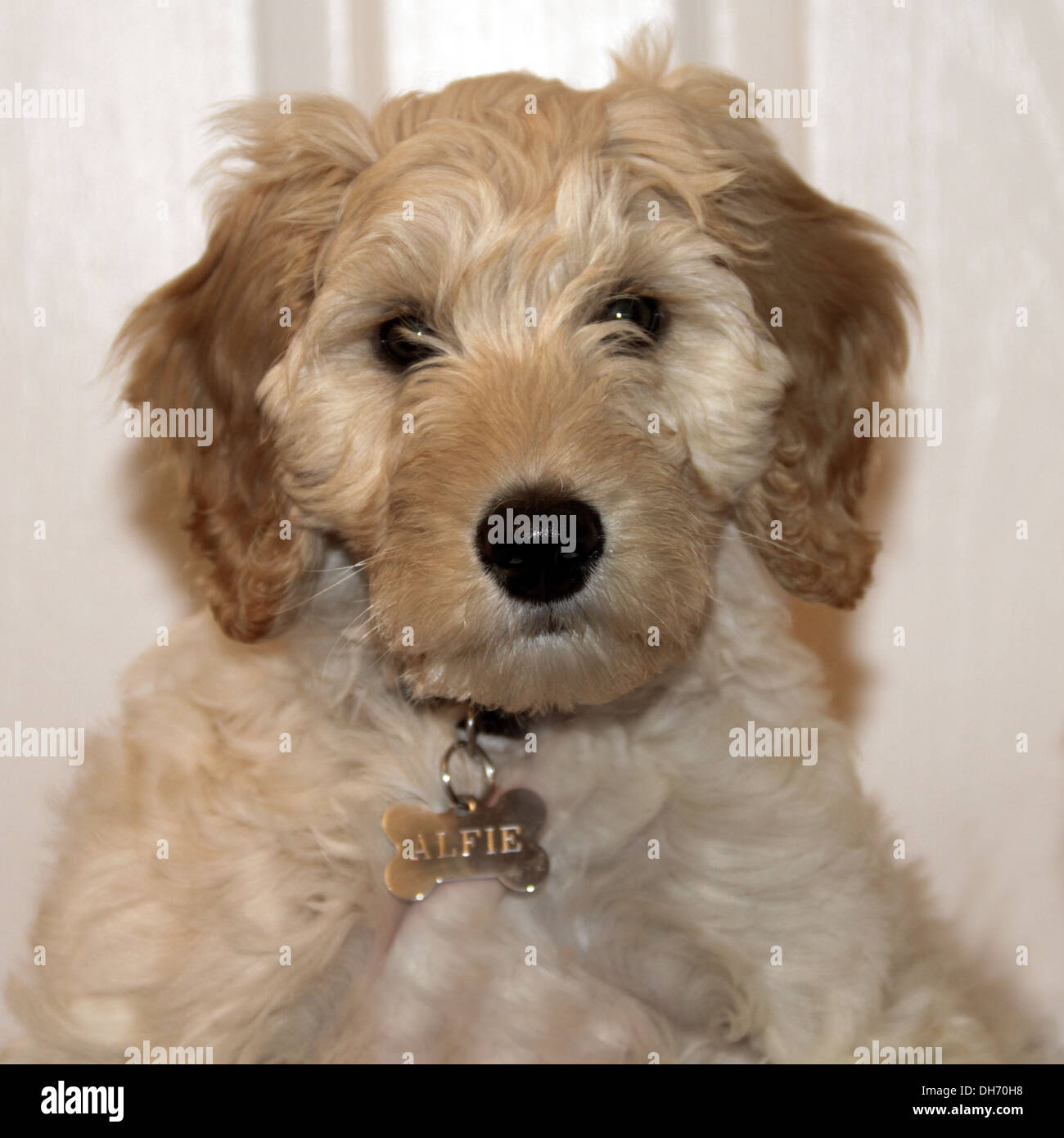 Goldendoodle Welpe Hund Stockfoto