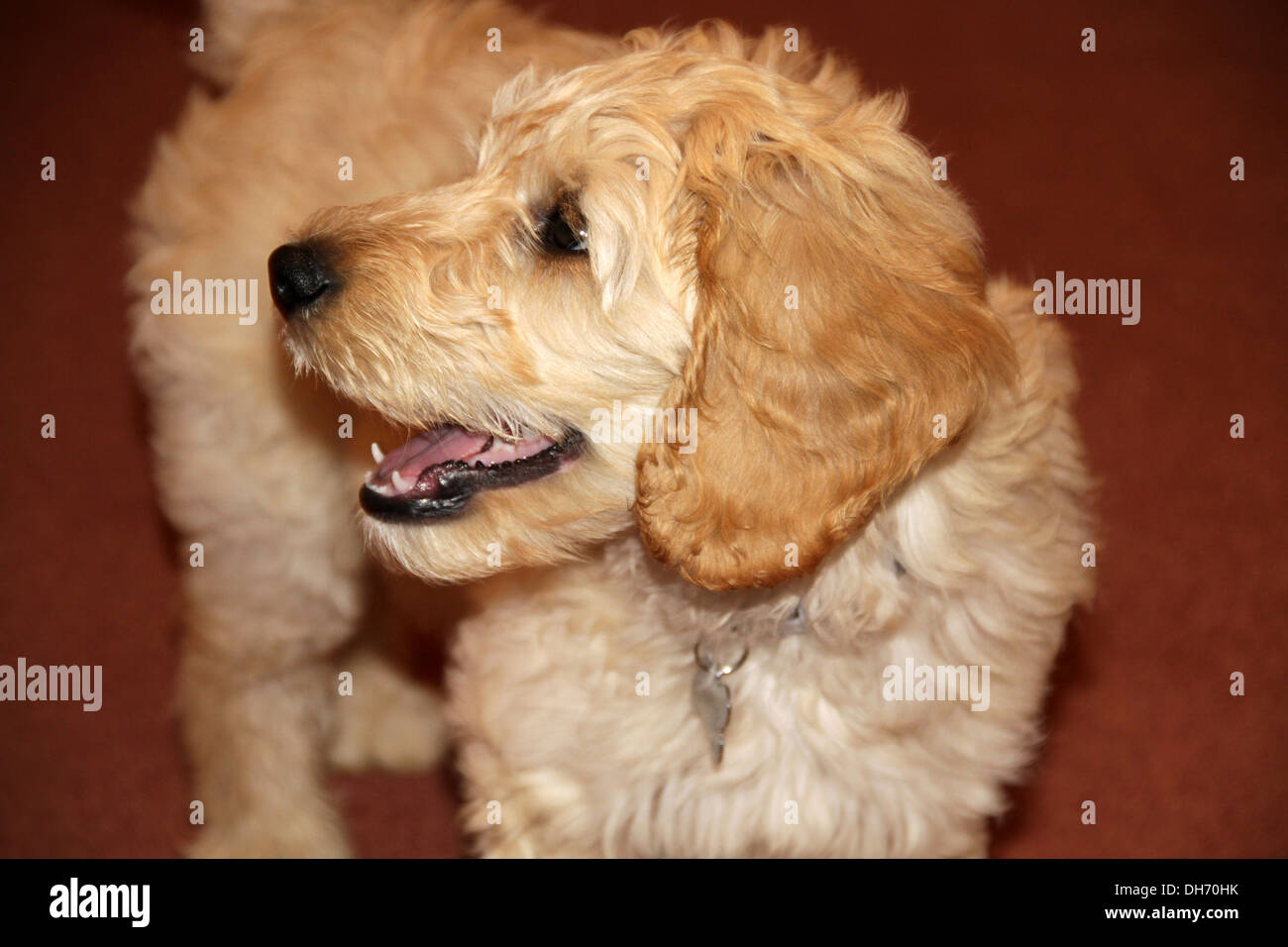 Goldendoodle Welpe Hund Stockfoto