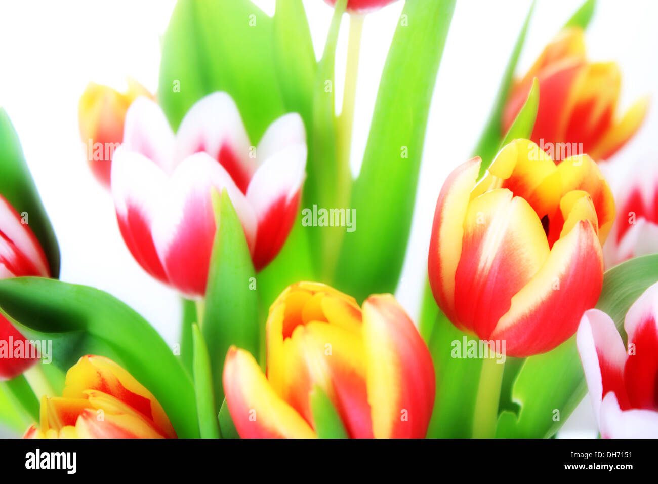 Blumen, schöne rosa Tulpe isoliert auf weißem Hintergrund Stockfoto