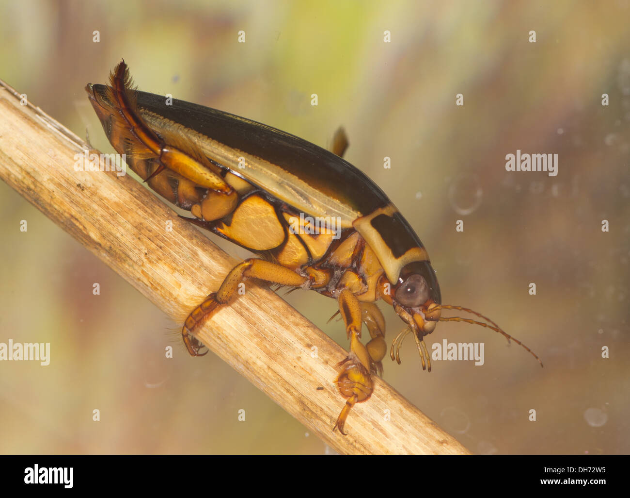 Eine Wespe große Diving-Käfer Gelbrandkäfer Circumflexus unter Wasser. In einem fotografischen Aquarium genommen und zurück in die Wildnis unverletzt Stockfoto