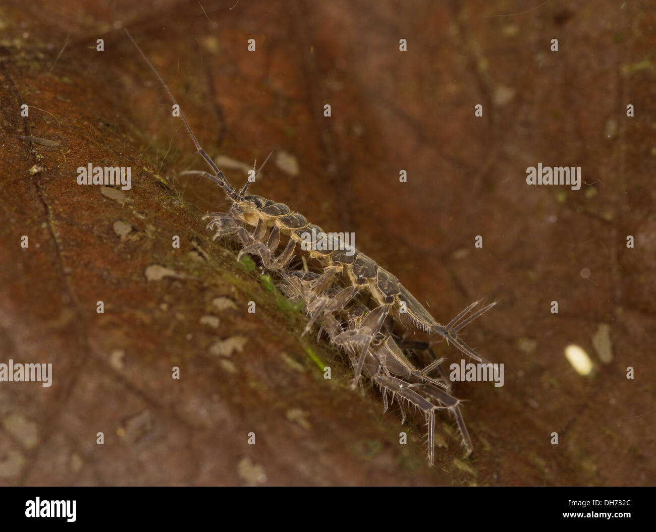 Wasser-Schwein-Laus krabbeln über Blatt unter Wasser.  In fotografischen Aquarium genommen und dann freigegeben unverletzt. Stockfoto