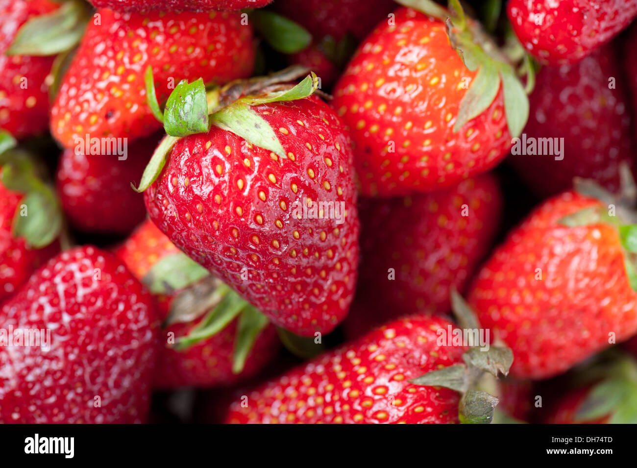 Frische reife Erdbeeren. Selektiven Fokus. Flachen DOF. Stockfoto
