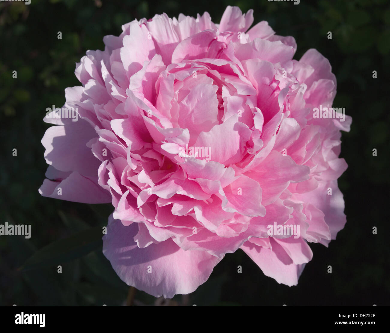 Nahaufnahme von rosa Pfingstrose Blüte gegen einen dunklen Hintergrund, am frühen Morgensonne, englischer Garten Stockfoto